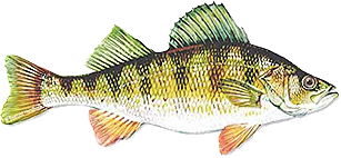 Yellow Perch Fresh Fish found at Catanese Classics
