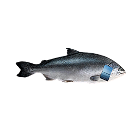 Ora King Salmon sourced and provided by fresh seafood distributor Catanese Classics 