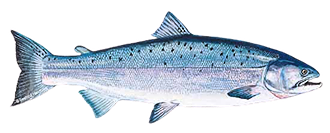 Troll King Wild Salmon sourced and provided by fresh seafood distributor Catanese Classics 